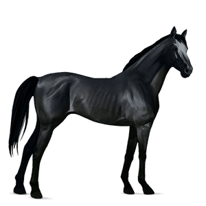 Верховая лошадь Аргентинский Криолло Вороная