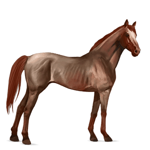 Верховая лошадь Английская чистокровная Рыже-чалая