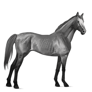 Верховая лошадь Голштинская лошадь Серый в яблоках