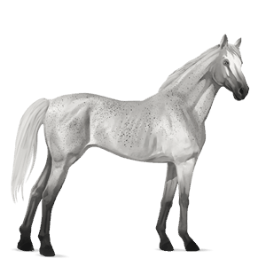 Верховая лошадь Арабская Чистокровная Мышино-серый