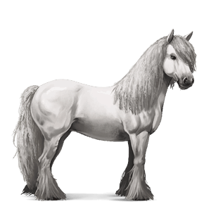 Верховая лошадь Марвари Пегий чёрный оверо