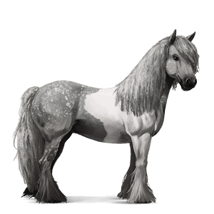 Верховая лошадь Цыганская упряжная Пегий тобиано серый с яблоками