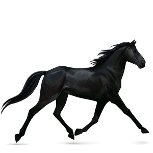 Верховая лошадь Липиццан Вороная