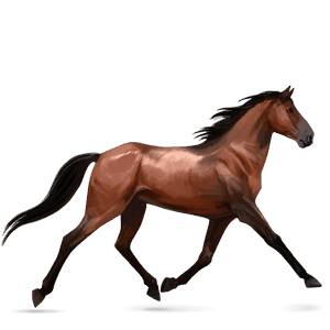 Верховая лошадь Голландская теплокровная Красно-гнедая