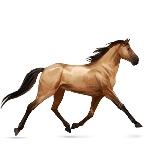 Верховая лошадь Аргентинский Криолло Вороная