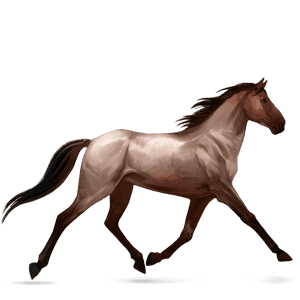 Верховая лошадь Ирландская охотничья Серый в яблоках