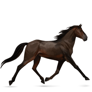 Верховая лошадь Берберийская лошадь Вороная