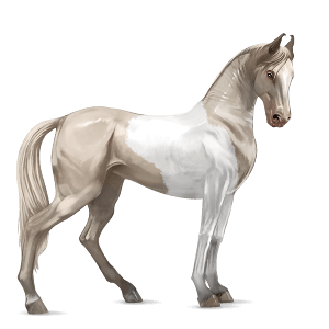 Верховая лошадь Цыганская упряжная Пегий огненно-гнедой тобиано