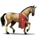 Верховая лошадь Марвари Серебристо-буланая типа оверо