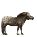 Верховая лошадь Берберийская лошадь Изабелловая