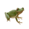 compagnon-grenouille.png