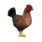 compagnon-poule.png